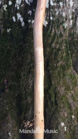 Didgeridoo thérapie en bois flotté