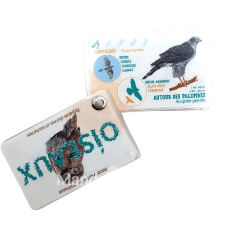 Carnet "les rapaces"